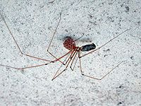 Pholcusphalangioides tot.jpg