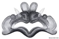 Vulva dorsal