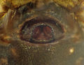 Epigyne