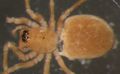 dorsal