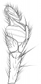 Pedipalpus