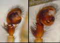 Pedipalpus