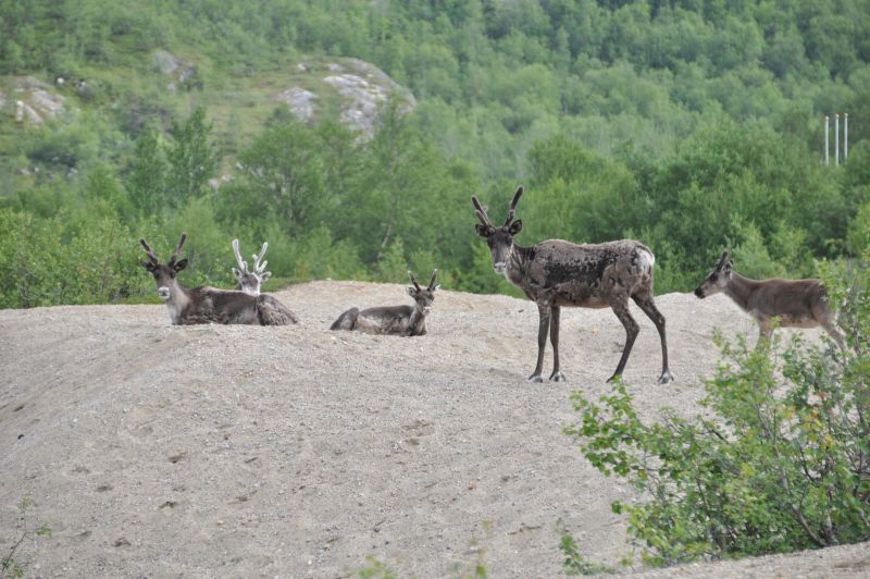 Datei:Finnmark-Rohboden-vegetationsfrei.JPG