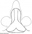 schematische Darstellung d. Epigyne