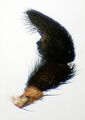 Pedipalpus