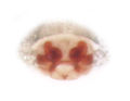 Vulva