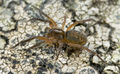 Scotina-gracilipes No-Risnesoyna 09-10 03.jpg