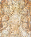 Ameroseius corbicula Kutikula, dorsal