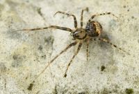 Ero-furcata MuenchenT 10-03 04.jpg