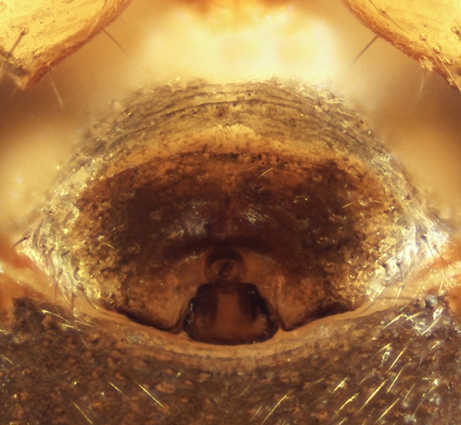 Datei:Trichoncus auritus Epigyne 20151020172245-214f02e1.jpg