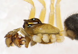 Walckenaeria furcillata