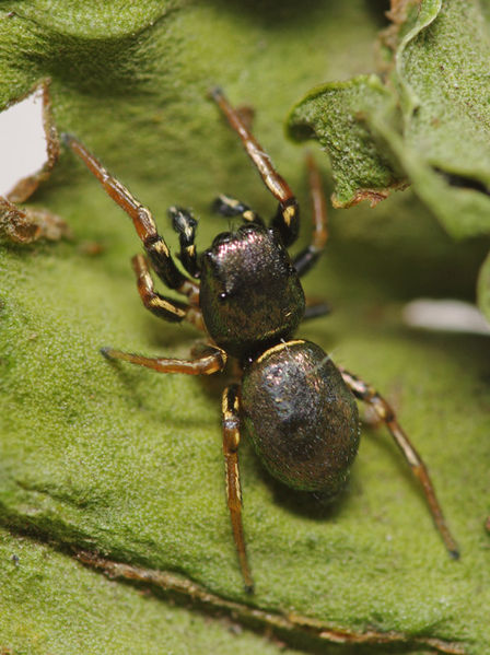Datei:Heliophanus auratus male A6181 PL8119.JPG
