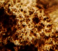 Höcker auf dem Integument von Dicranolasma scabrum.