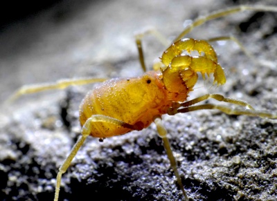 Holoscotolemon querilhaci, adult, France,Donzenac.jpg