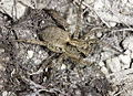 Accentuata Leutratal 07-05.jpg