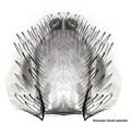 Epigyne