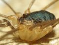 Leiobunum rupestre PE7309.JPG