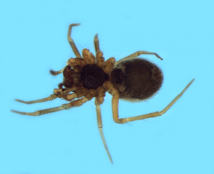 Datei:Trichoncus auritus female 20131205125319-51e6226c-me.jpg