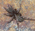 Apostenus fuscus 16 1024.jpg