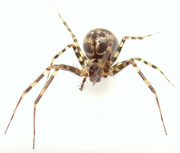 Datei:Labulla thoracica f.JPG
