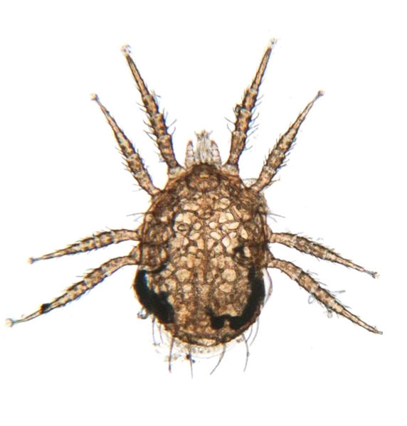 Datei:Ameroseius sp PF2102.JPG
