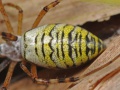 Opisthosoma