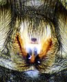 Epigyne