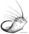 Tibialapophyse
