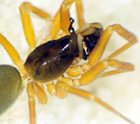 Walckenaeria acuminata (m)