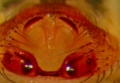 Labulla throracica epigyn Arne Fjellberg.jpg