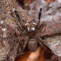 dorsal