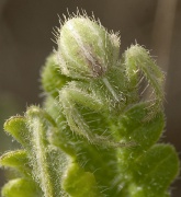 Heriaeus melloteei Fam. Thomisidae