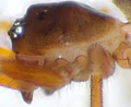 lateral