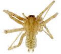 Tegenaria lapicidinarum-BLN-Kieljorn-male.jpg
