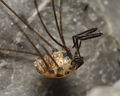 Mitostoma chrysomelas male A5895 PK5544.JPG