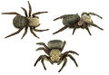 Eresus hermani F.jpg