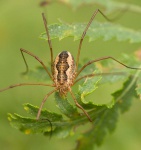 Phalangium opilio W 7-5049.jpg