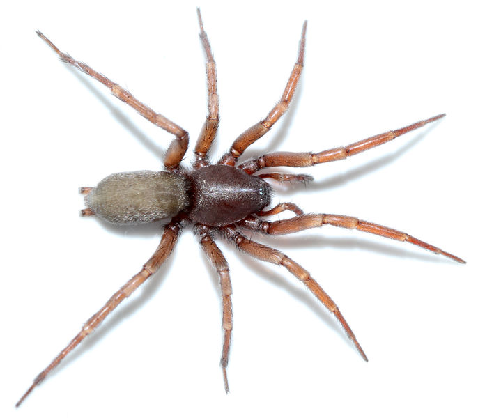 Datei:Sosticus loricatus female 1055.jpg