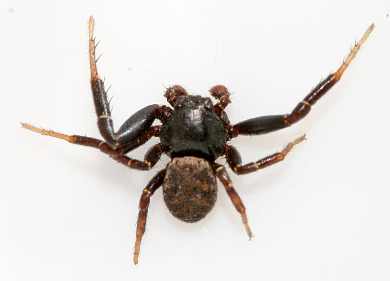 Datei:Xysticus-tristrami-male.jpg