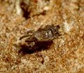 Camisiidae Camisia spinifer 1.JPG