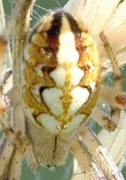 Neoscona adianta