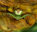 Ebrechtella tricuspidata fTd.jpg