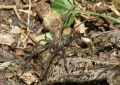 Tegenaria atrica w 12mm PraterWien 3 kl.jpg