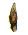 Pedipalpus