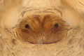 Epigyne
