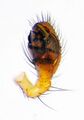 Pedipalpus