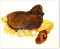 Prosoma lateral