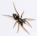 Micaria-subopaca-male1b.jpg