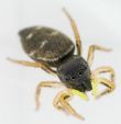 Heliophanus cupreus W 7-6006.jpg
