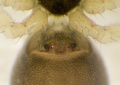 Epigyne